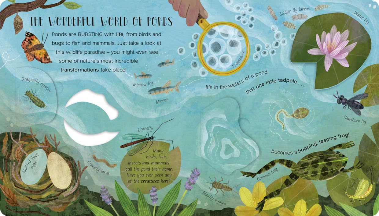 One Little Tadpole Board Book